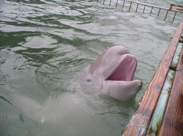 дельфины в Малом Утрише