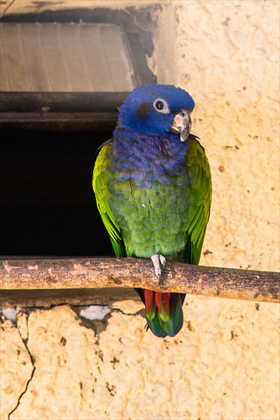Синеголовый попугай