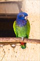 Синеголовый попугай