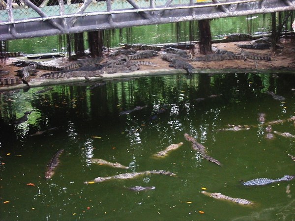 Крокодиловая ферма в Паттайе