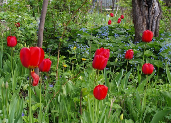 Весна в саратовском огороде