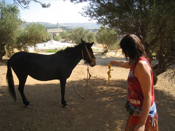 Кормим лошадь в Иордании