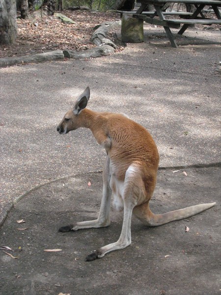 Задумчивый кенгуру