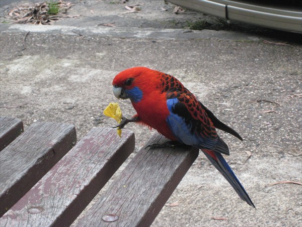 Все австралийские попугаи обожают чипсы