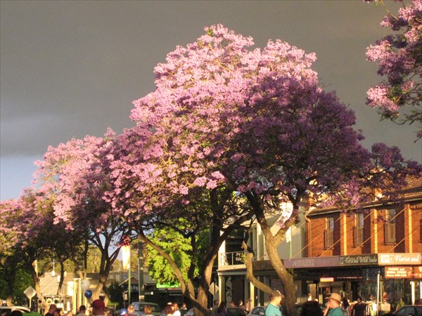 Фиалковое дерево Джакаранда на улицах Камдена