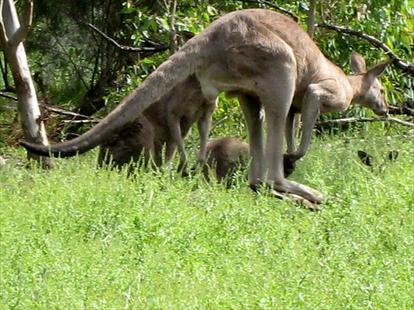 Стадо диких кенгуру