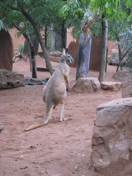 Исполинский рыжий кенгуру