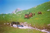 потрошители завхозской палатки