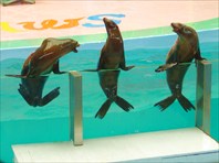 Шоу морских котиков