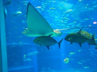 Гигантский вертикальный аквариум