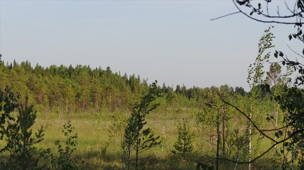 Чистое болото