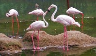 Розовые фламинго-Зоопарк