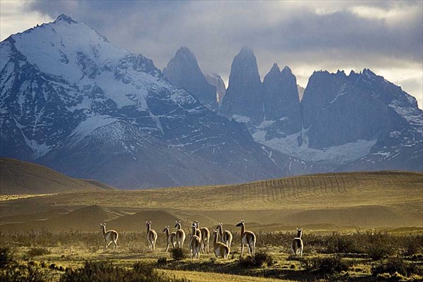 Herd of guanacos in Torres del Paine National Park in Patagonia 