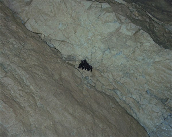 bat