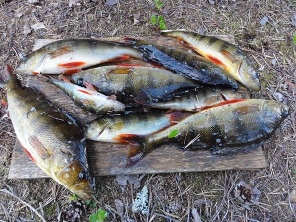 Знаменитые окуни из оз.Яголомба