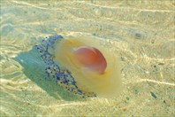 Медуза Cotylorhiza tuberculata