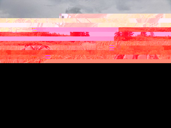 Губа Святуха, ползем по траве.