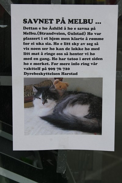 В Melbu потерялась кошка. Объявление у супермаркета