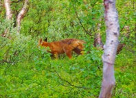 Лиса, укравшая у нас ночью еду