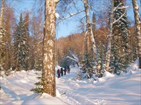 По зимнему лесу