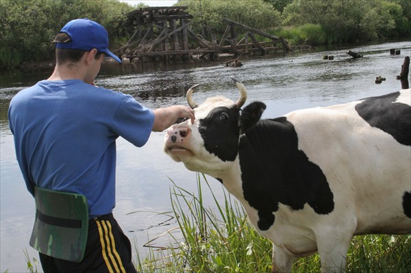 Корова дает туристу ценные продукты - тушенку и сгущенку