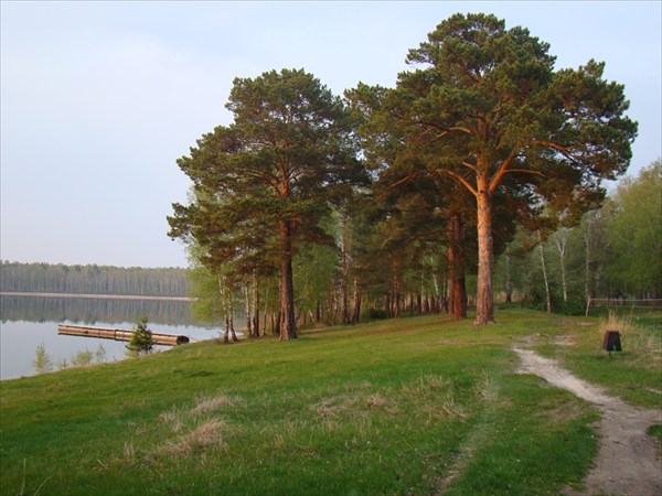 Сосны на Данилово