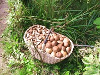 За грибами в Васильевский мох