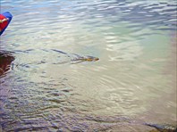 Плавающий бурундук