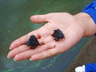 оз.Манжерок, Чемальская ГЭС