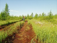 Болото окончательно захватило дорогу