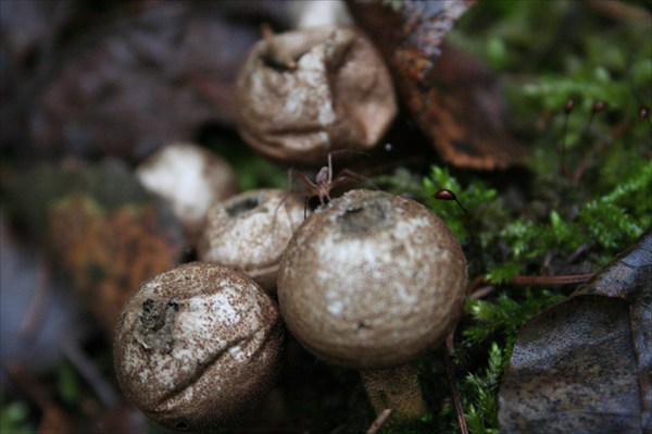 аномальные грибы