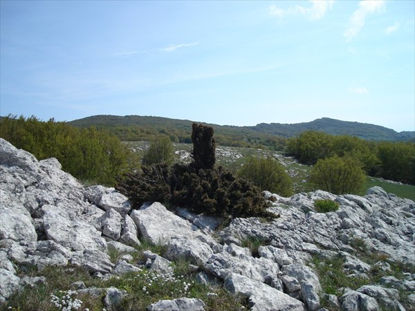 Элемент ландшафтного дизайна