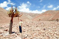 Кактус канделябрус