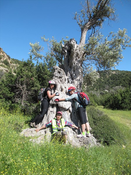 Старое оливковое дерево