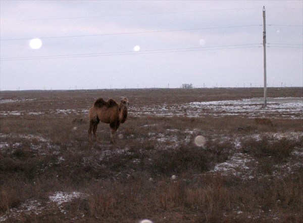 Казахская скотина (домашний скот, в смысле)
