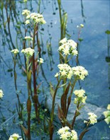 Цветение водных растений