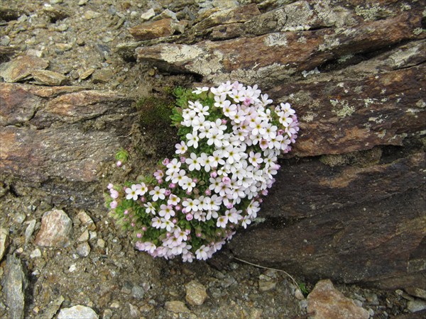 камнеломки