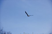 IMG_0498