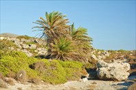 Эндемичные критские пальмы на Aspri Limni