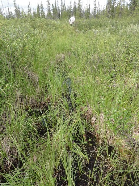 Тропа по болоту.