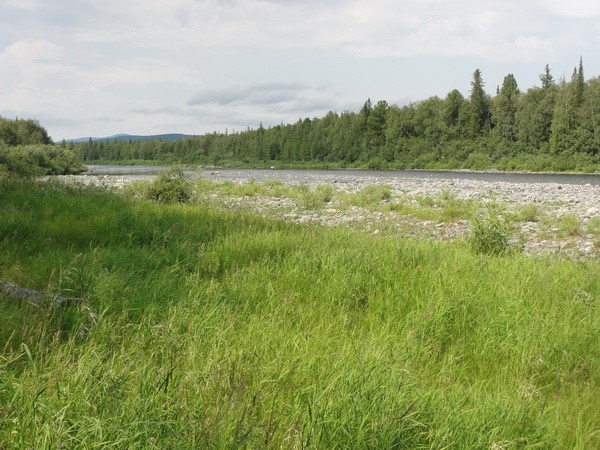 Мокрая Сыня, бережок.