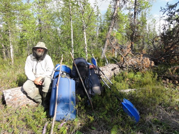 Какой кедр рос!