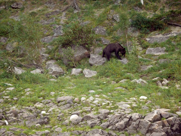 Медведь после купания в Витиме