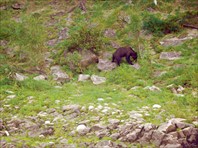 Медведь после купания в Витиме