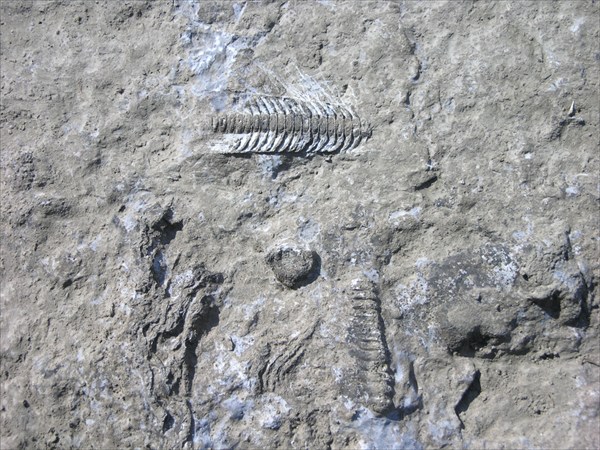 Окаменевшие останки доисторических рыб