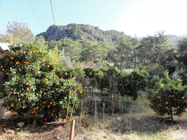 Апельсиновые сады