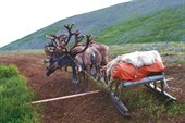 К нам пришли олени