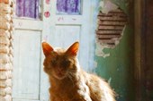 Тбилисский кот -бродяга
