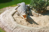 Крокодиловая ферма-город Торремолинос