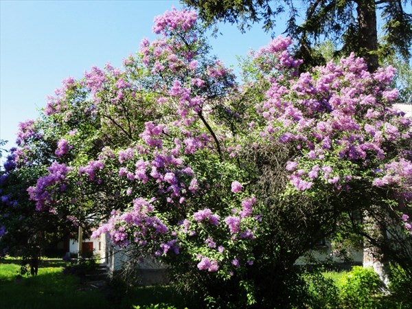 Роскошная сирень